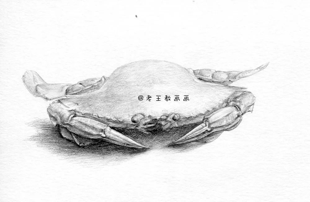 零基础自学画螃蟹入门,零基础学画螃蟹