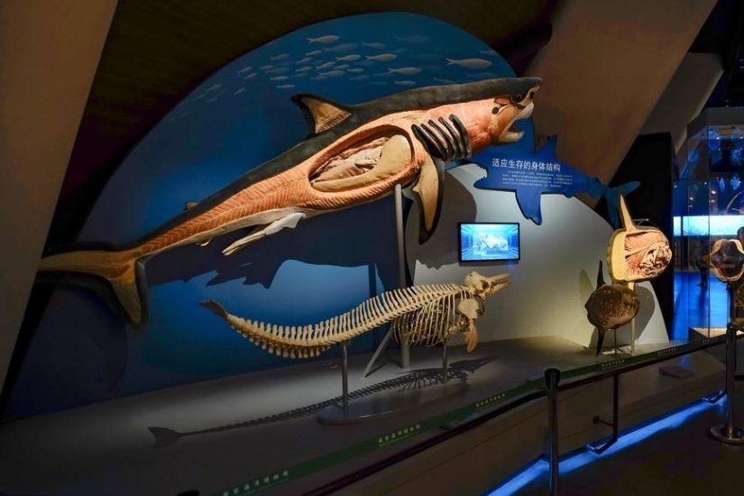 天津天津之眼,天津之眼和水上公园摩天轮哪个大