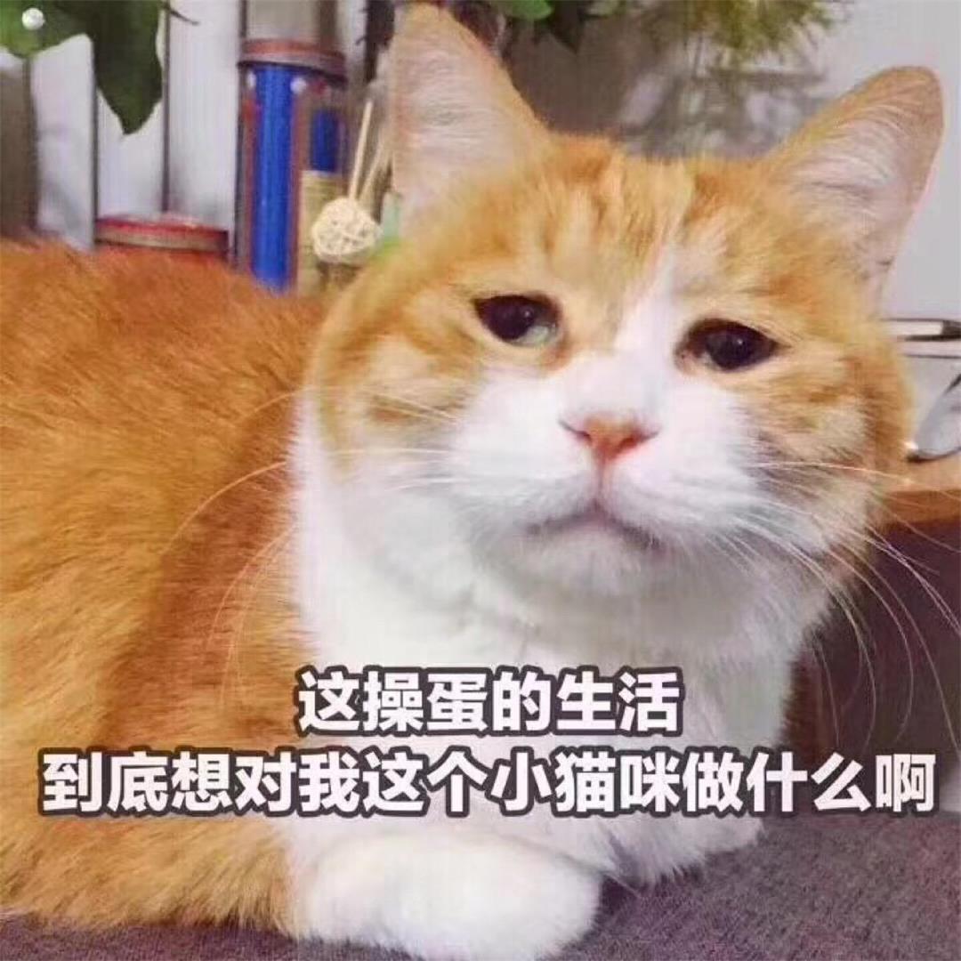 为什么猫怕人,为什么猫咪会怕铲屎官挂了