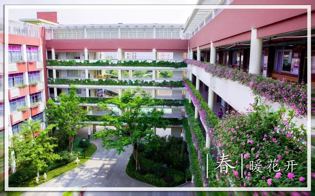 春天该很好，倘若你在场！龙岗最“花心”的地方是……
