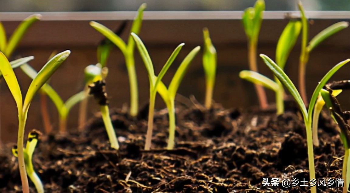 自制em菌最简单的方法喂鸡,为什么自制的em菌有酸臭味
