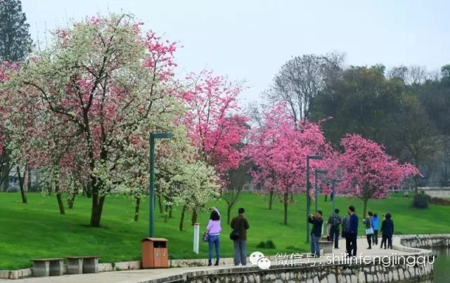 春暖石林湖：落英缤纷，芳草鲜美