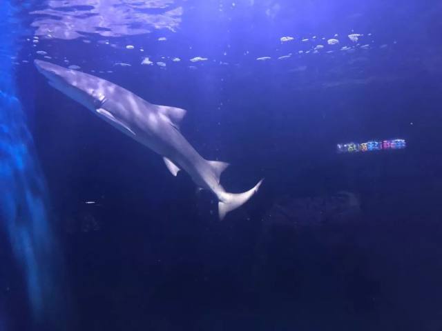 西安白鹿仓欢乐世界,西安曲江极地海洋馆旅游攻略