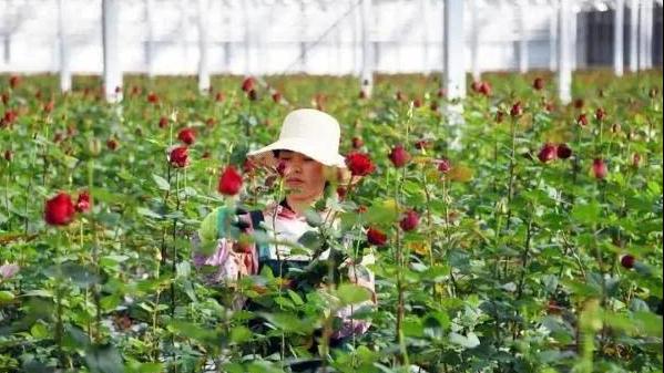智能化玫瑰种植大棚,3000亩超大阳光玫瑰种植基地