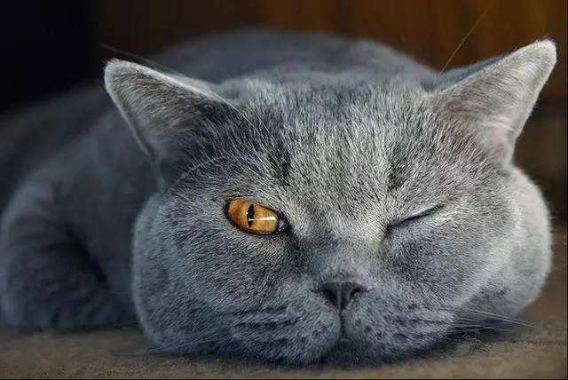英国短毛猫吃什么,美国短毛猫必须吃猫粮吗