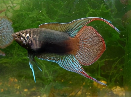 手巾鱼是不是菩萨鱼,菩萨鱼与花手巾鱼的区别