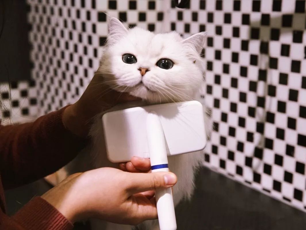 猫咪中暑四大症状预防中暑小妙招,夏天热怎么防止猫咪中暑