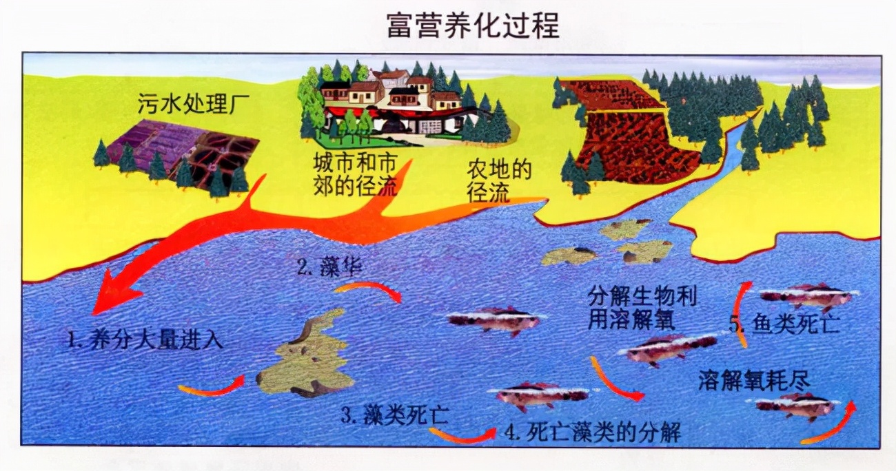 受赤潮影响的鱼可以吃吗,日本海水核污染鱼还能吃吗