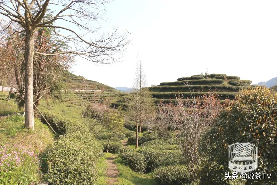 福鼎白茶还有“十不采”规定？让我们去河山有机茶园一探究竟