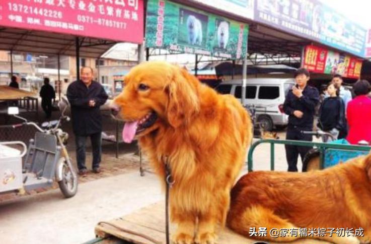 购买一只宠物猫购买前的选择过程,购买猫咪一般在网上哪里卖