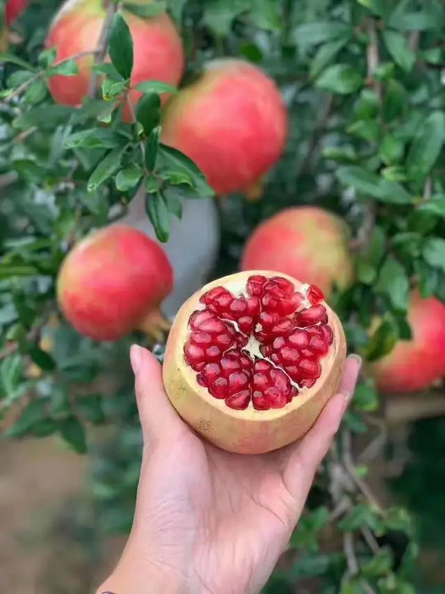 不用吐籽的石榴视频,不用吐籽的特大石榴