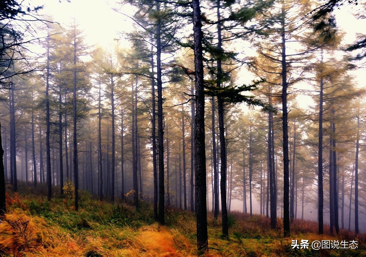 写出最真实的塞罕坝，永远是居住在塞罕坝的主人，请听他们如何说