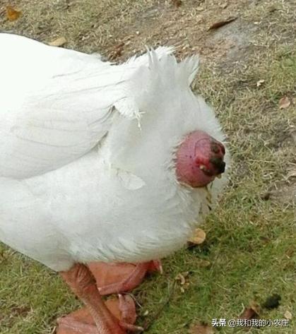 养鹅失败逃不出这几个原因,母鹅掉蛋袋了