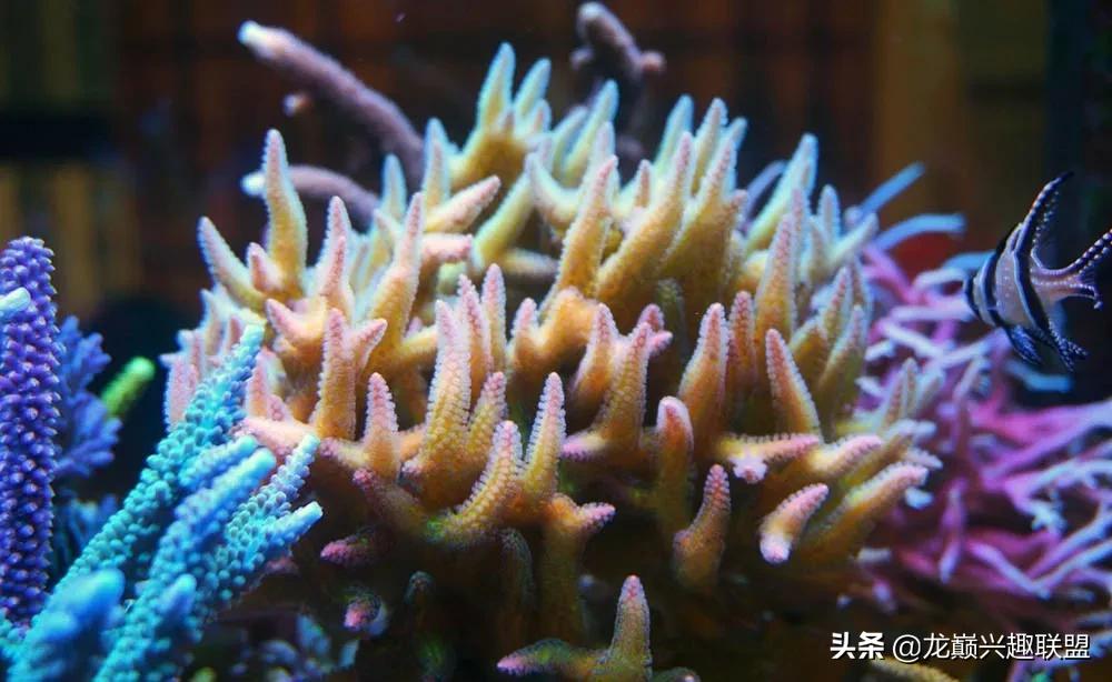 惊cry！90cm海缸竟然饲养77种生物，你敢挑战吗？
