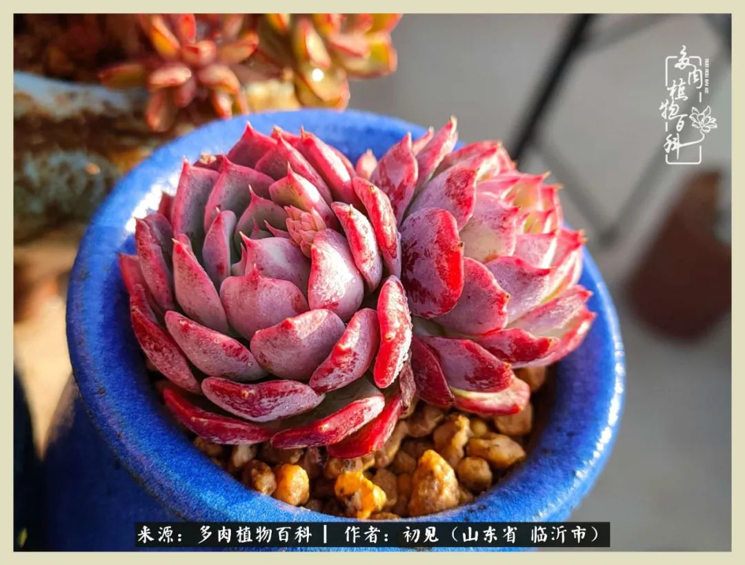 和多肉植物相伴,和多肉相处的心情