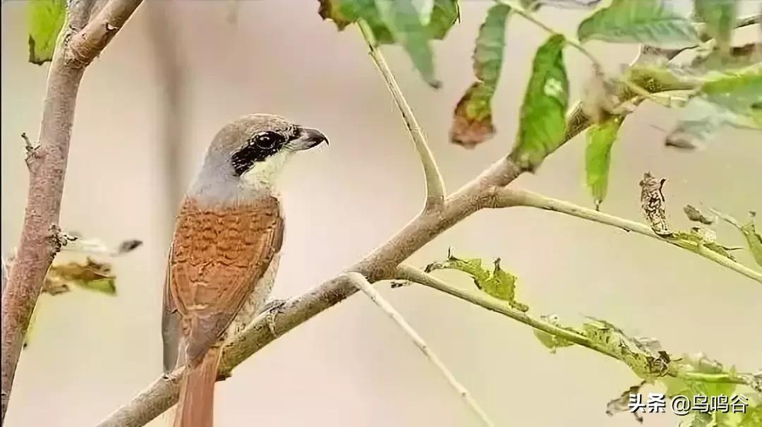 看图识鸟图片及答案,看图识鸟软件哪个好用