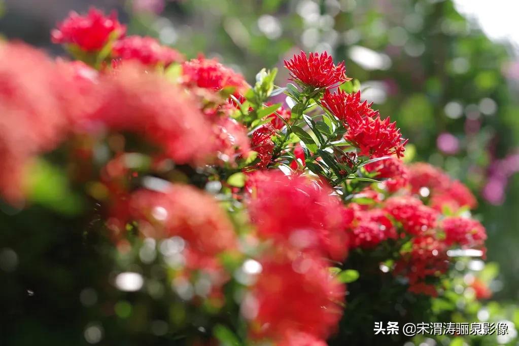 pentax十大经典相机,pentax好吗