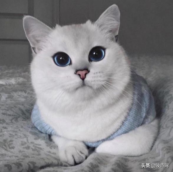 猫咪的脸型代表它的性格,怎么看猫咪的脸型好不好