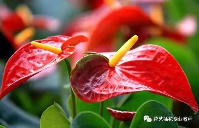 学花艺必备的花语,花艺师要知道的花与花语