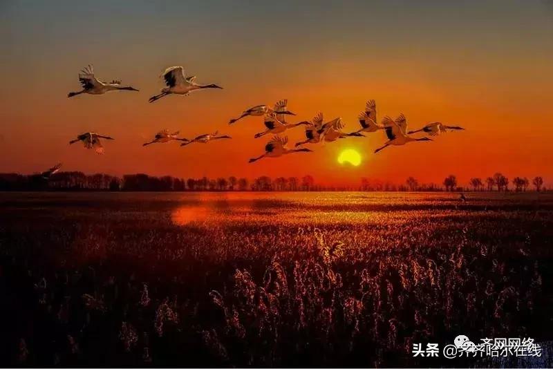 牛哄哄的齐齐哈尔人,如何定义家乡,我们自己说了算