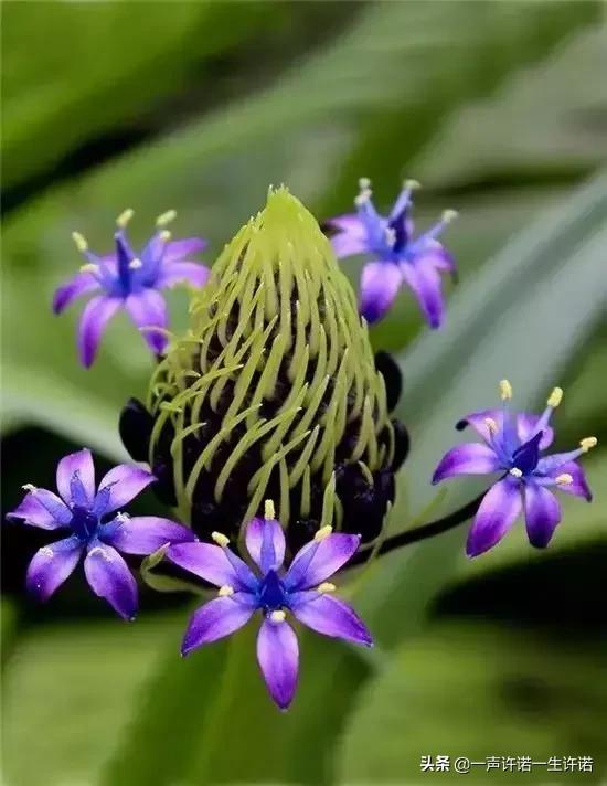 从未见到的怪花,从没见过的奇花
