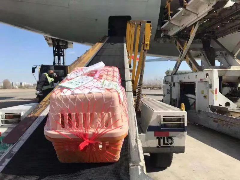 全国连锁宠物海陆空托运,猫咪托运攻略国外