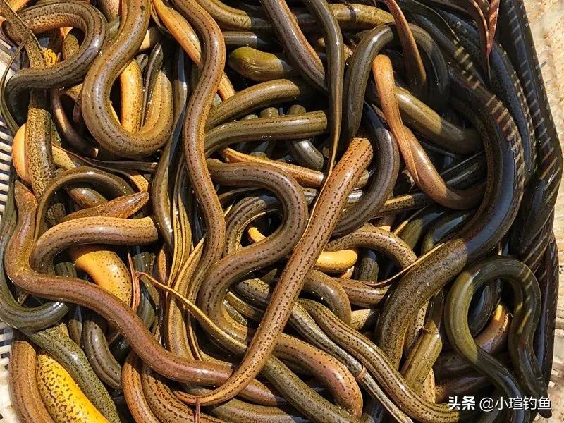 黄鳝难钓,黄鳝怎么钓最简单的方法