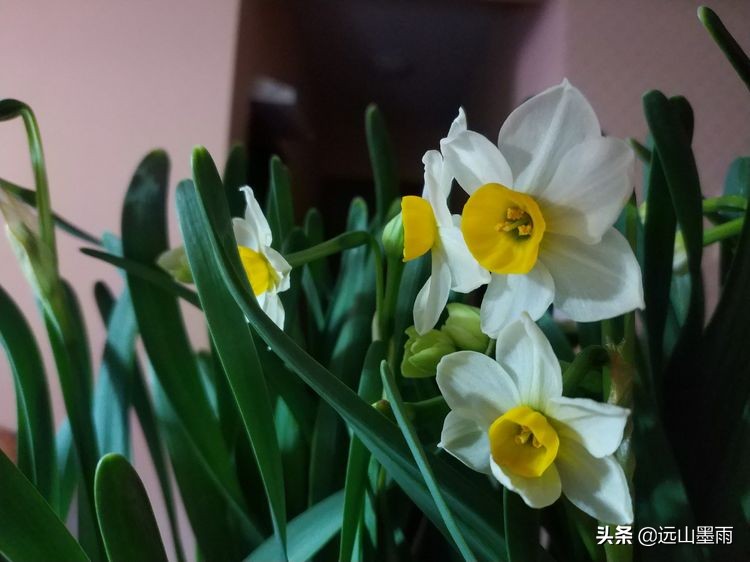 2020新年到、昆明暖冬迎春来，又是一年水仙花开、淡香飘逸的季节