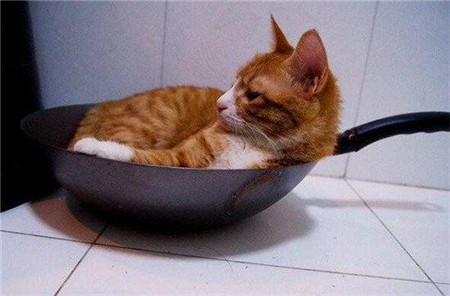 李时珍为什么说猫不能吃鸟,李时珍不吃猫的原因