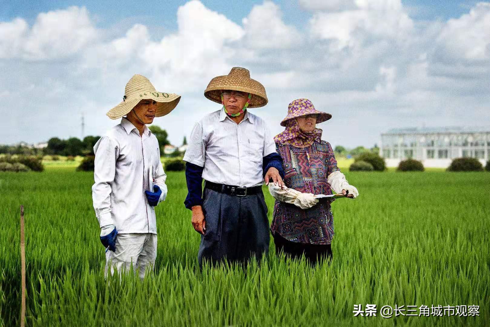新时代最美常熟人系列报道之一：水稻育种专家端木银熙
