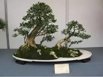 想做盆景的可以做什么,想做盆景有前途吗