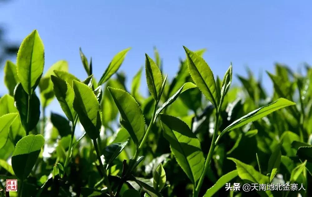 五百里茶谷,五百里茶谷图片