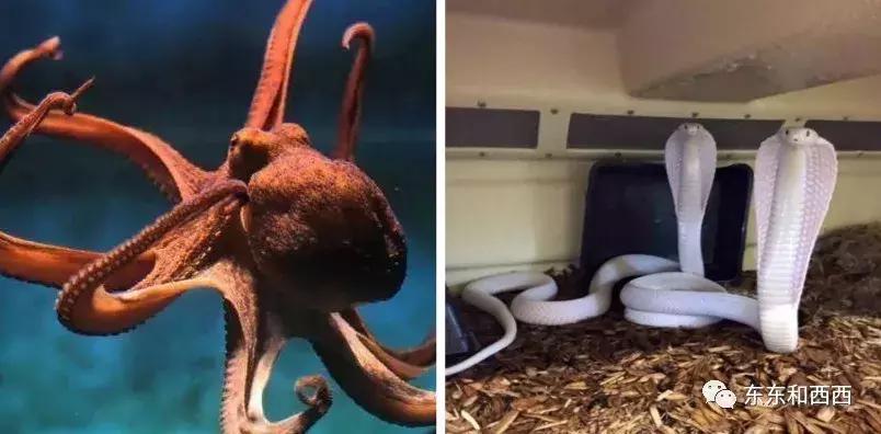 尼古拉斯凯奇的新恋情,尼古拉斯凯奇败家之王