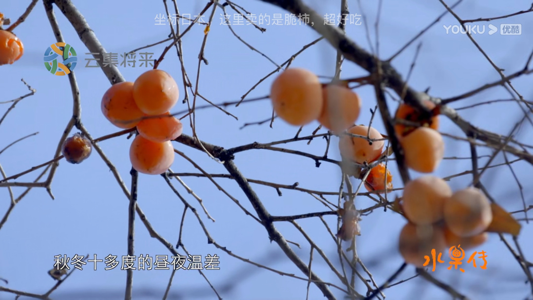 一起来看水果传——爱玉子，可可，嘟柿，你都见过吗？