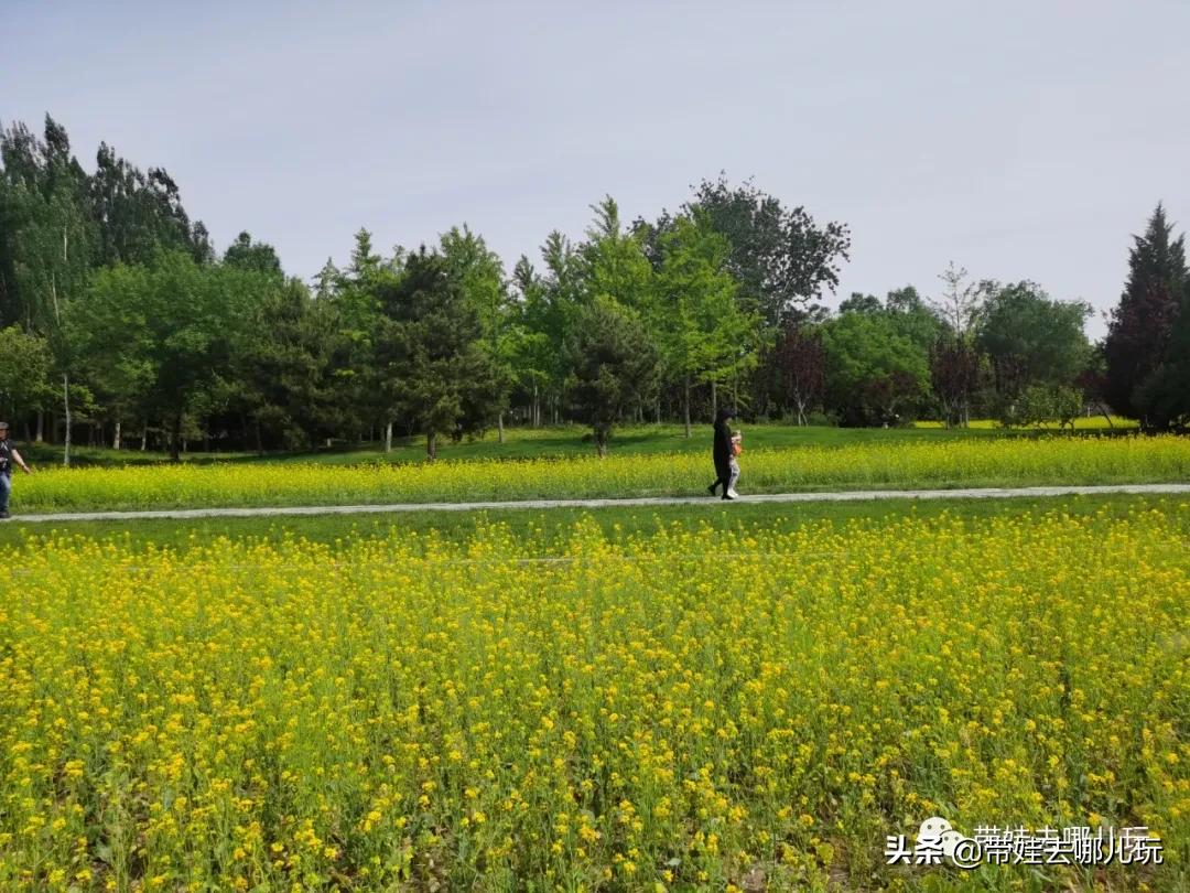 北京油菜花梯田,北京附近的油菜花景点在哪里