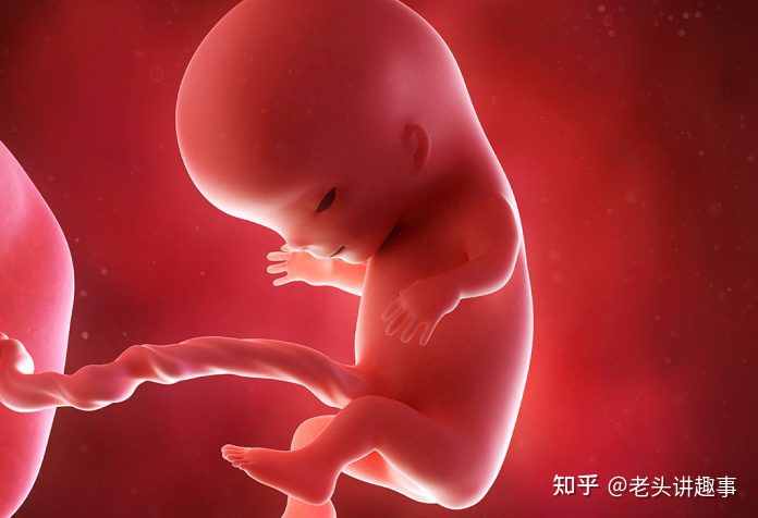 1-40周胎儿发育视频3d,胎儿1-40周发育全过程图解
