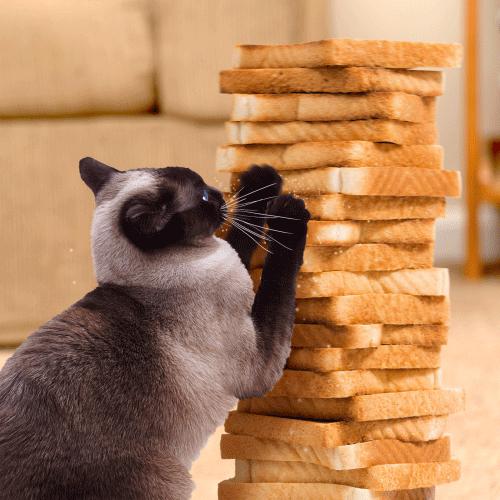 猫磨爪子什么意思,猫磨爪子
