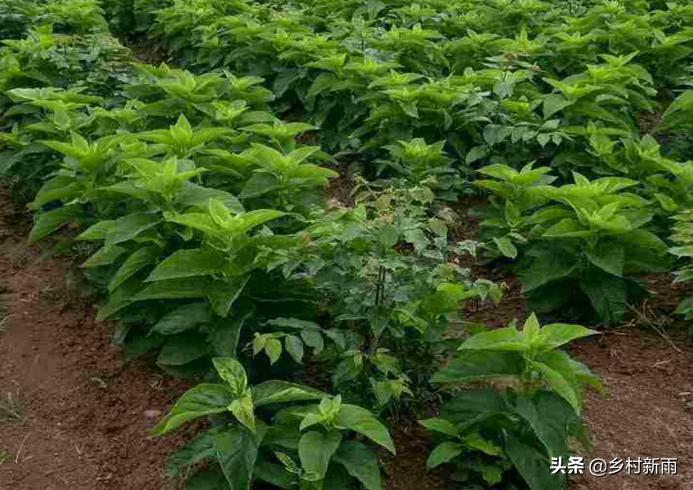 当年种植当年收益的中药材,当年种植可收成的药材