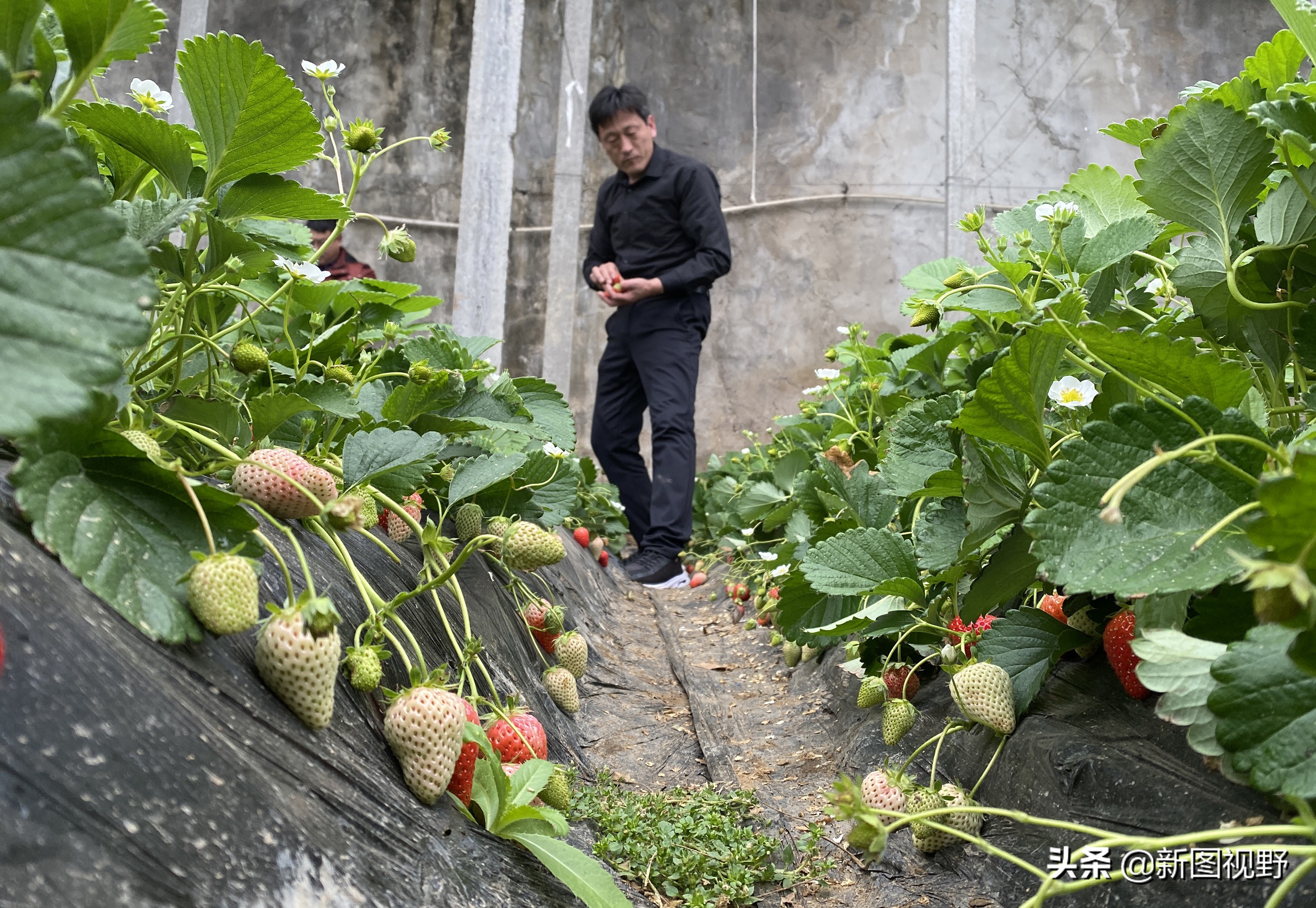 农村大哥吃火龙果,农村大哥种菜一年12万