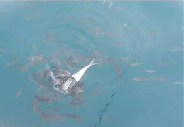 野钓如何避免小杂鱼闹窝,野钓小杂鱼闹窝太严重怎么办