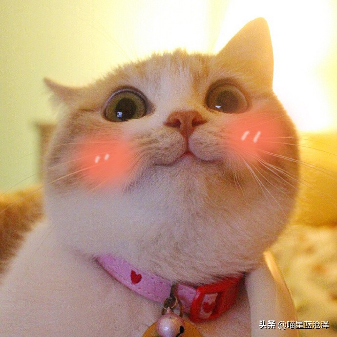 猫咪洗澡攻略如何正确地给猫洗澡,怎么给猫咪洗澡用什么洗