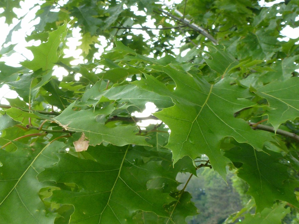 这5种植物的叶子到了秋天会变红色，适合种院子，有些能养成盆景