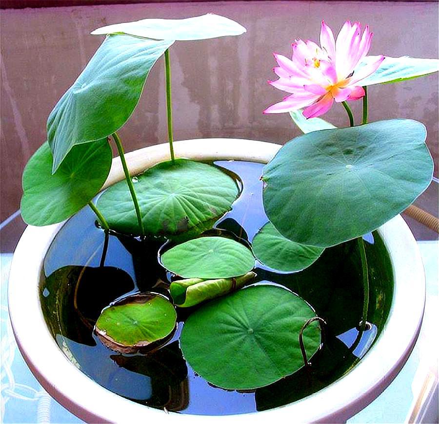 碗莲种子怎么养才能开花,碗莲种子种植全过程视频播放