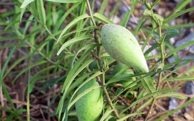 在田里发现这种“羊奶瓜”，快保护起来，值钱，一斤好几十