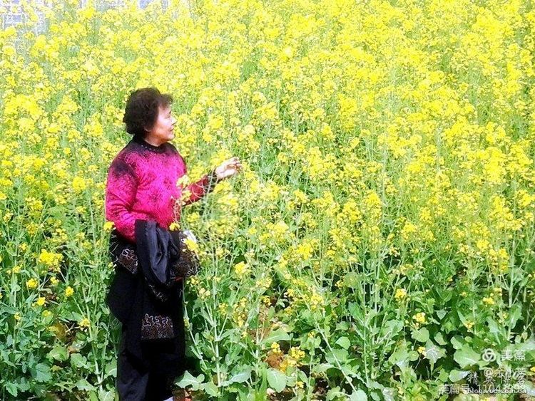 梦中的油菜花田,梦中的油菜花完整版