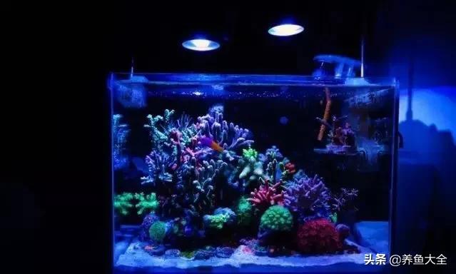 原生缸混养好还是单养好,无蛋分无过滤可以养小丑鱼吗