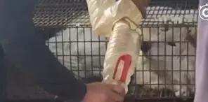 狗贩给狗狗灌水,狗贩给狗灌水