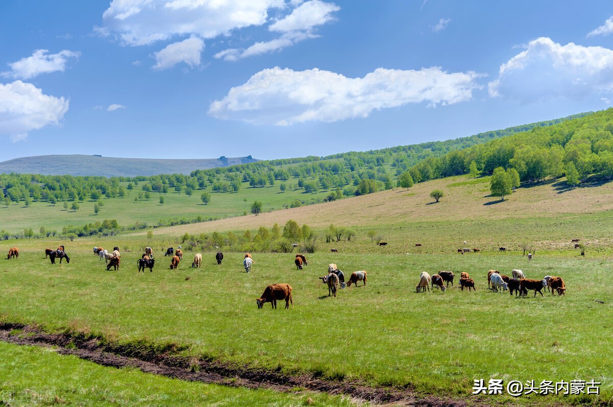 内蒙古人喝什么白酒,内蒙古人有多能吃辣