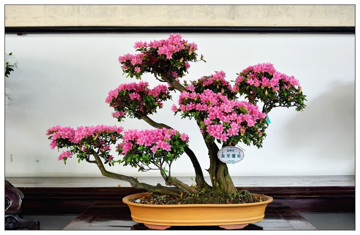 淘米水养鱼有什么效果,淘米水浇什么最旺