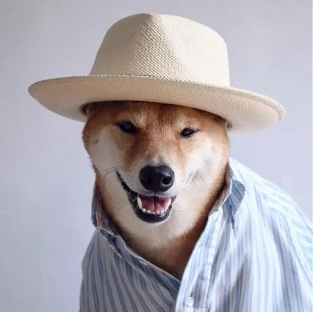 西装犬模丨美国纽约一条月入九万的狗